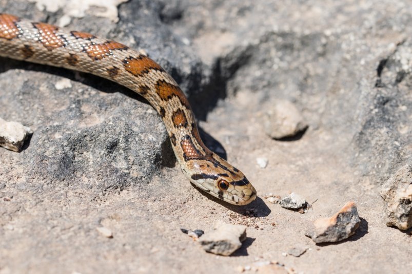 В горах Таджикистана туриста из Хабаровского края спасли после укуса змеи