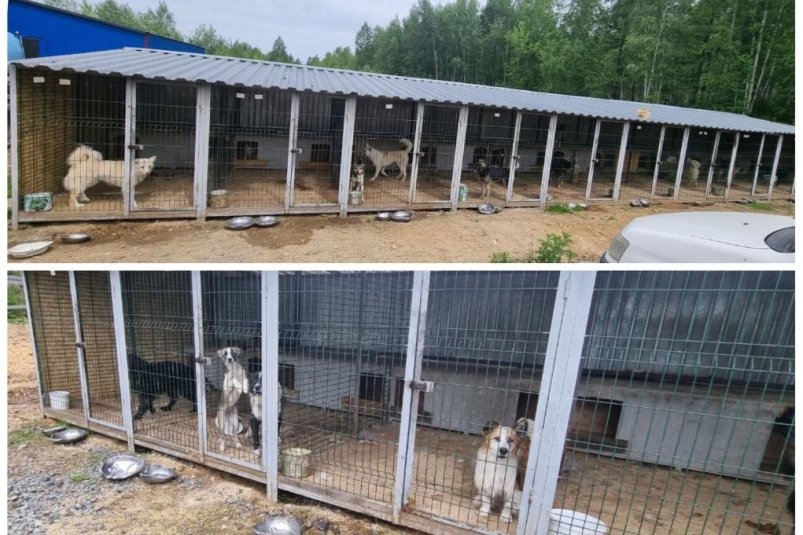 Нарушения в содержании безнадзорных животных выявили в Хабаровском крае