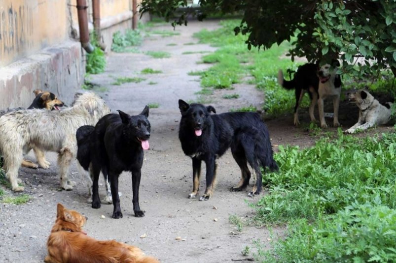 Конституционный суд подтвердил право регионов на усыпление безнадзорных собак