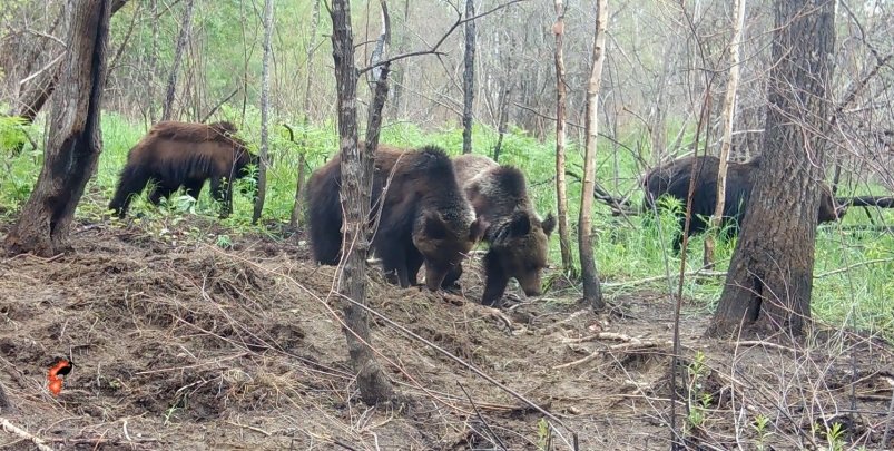 Целый видеосериал с места трапезы животных получили сотрудники 