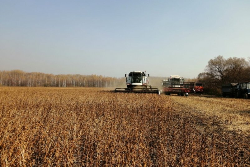 Уборка сои началась на полях Хабаровского края