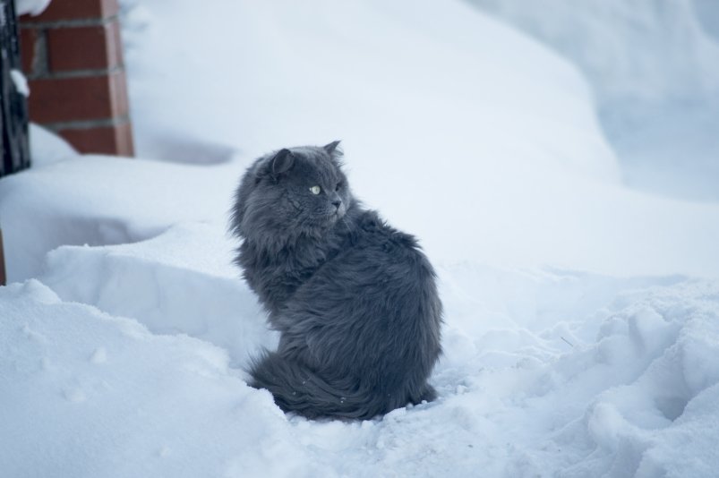 Новогодний гастротур, зимний Дендрарий и вечер знакомств — афиша на 14 и 15 декабря