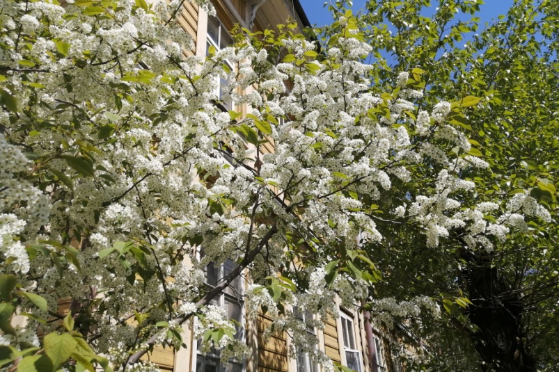 Обычный городской клён оказался опасным источником аллергии