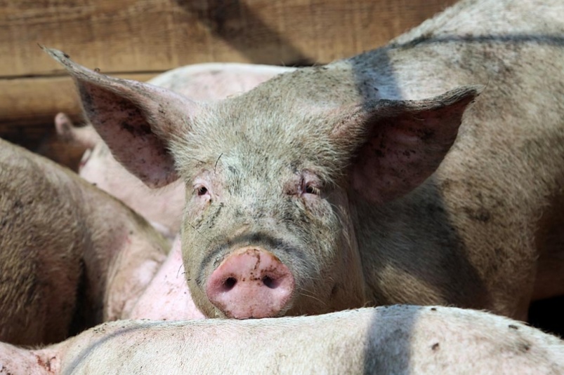 Свинья на беспилотнике обесточила целую деревню и вогнала в долги хозяина