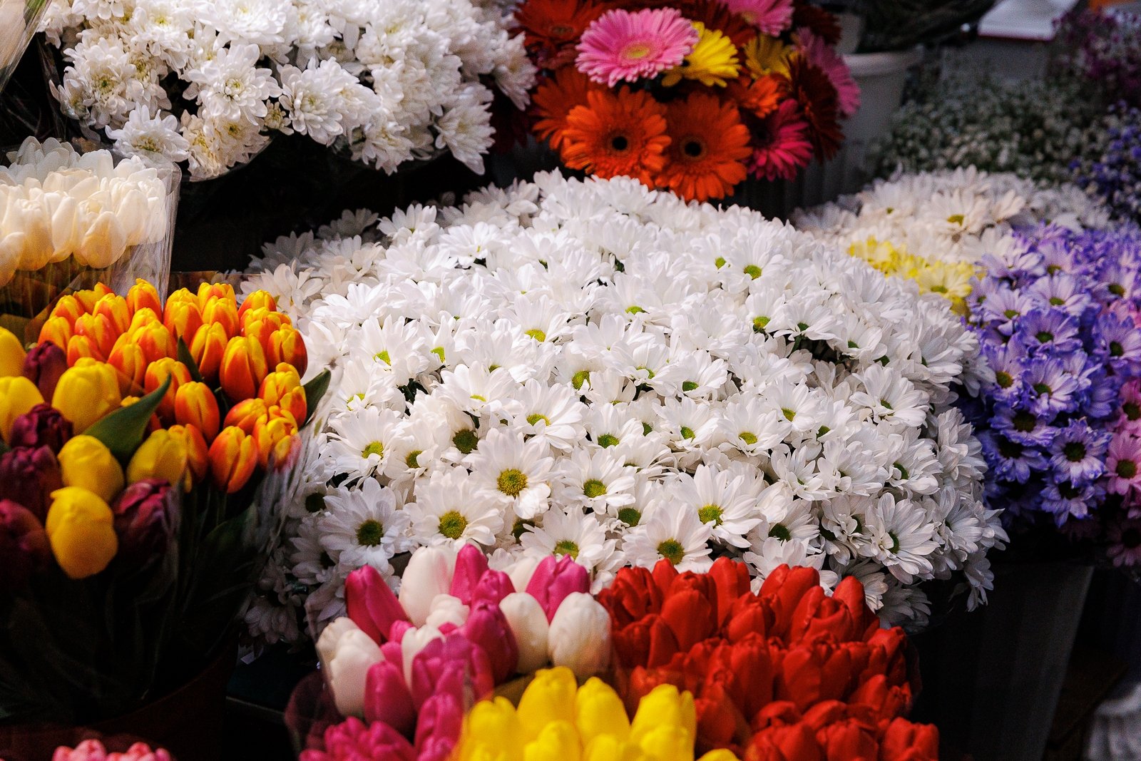 Цветы Евгений  Кулешов, ИА PrimaMedia.ru