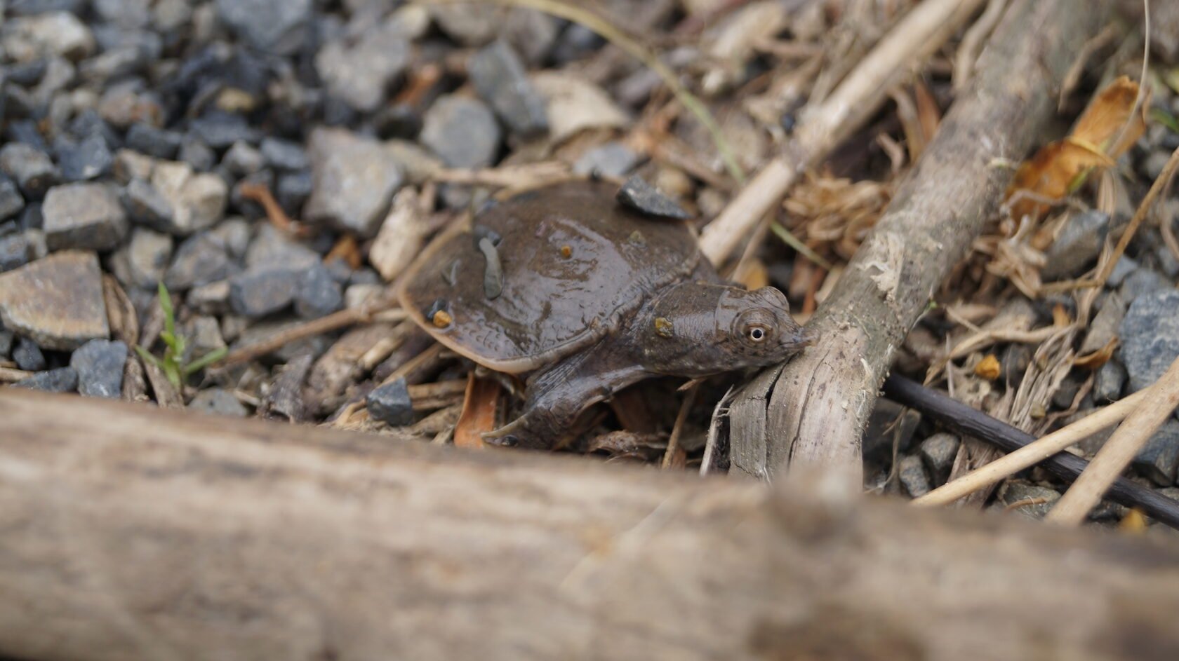 Тематическое фото ФГБУ &quotЗаповедное Приамурье&quot