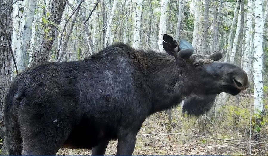 Лось Комсомольский заповедник
