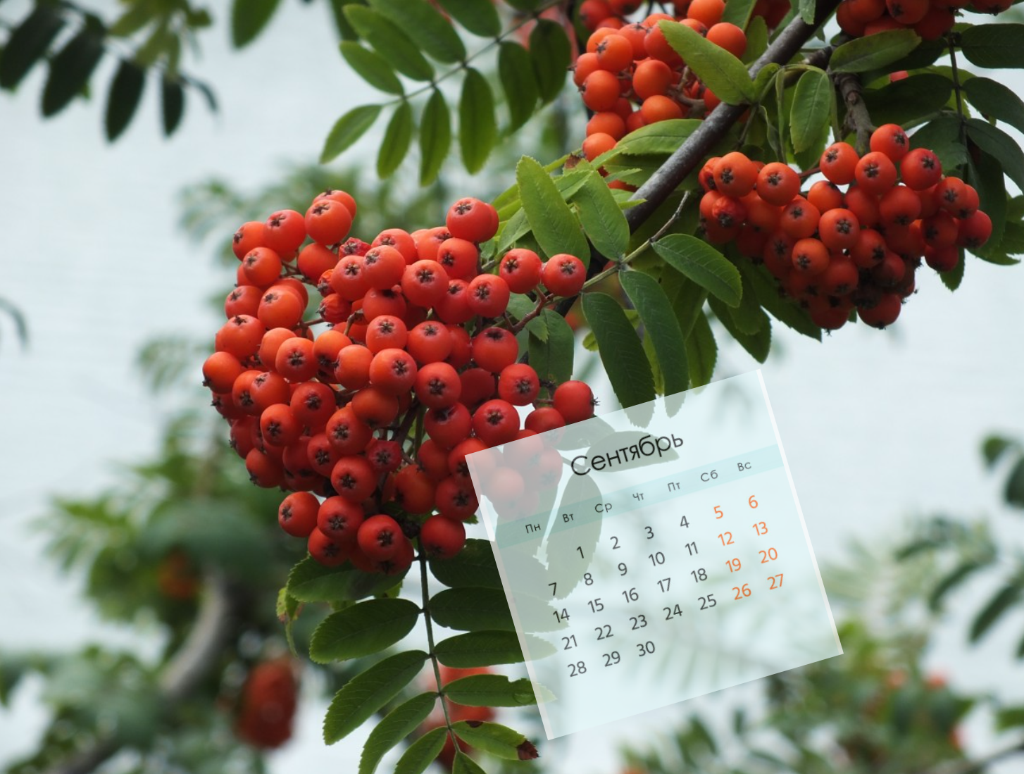 Тематическое фото Сайт pxhere.com