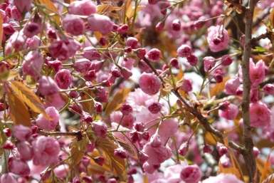 История успешного Instagram-блога: прогулки по Японии для 200 000 подписчиков (12+)